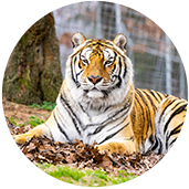 Poncho Tiger