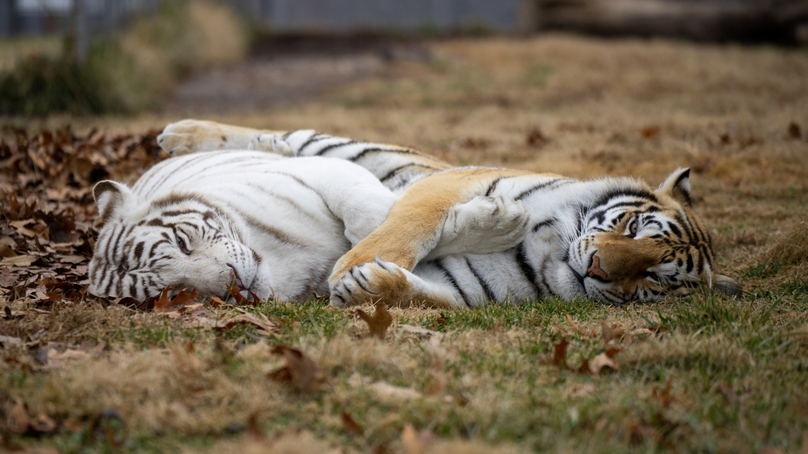 Continental Tiger, Species