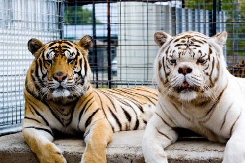 Willy and Kenny Tigers