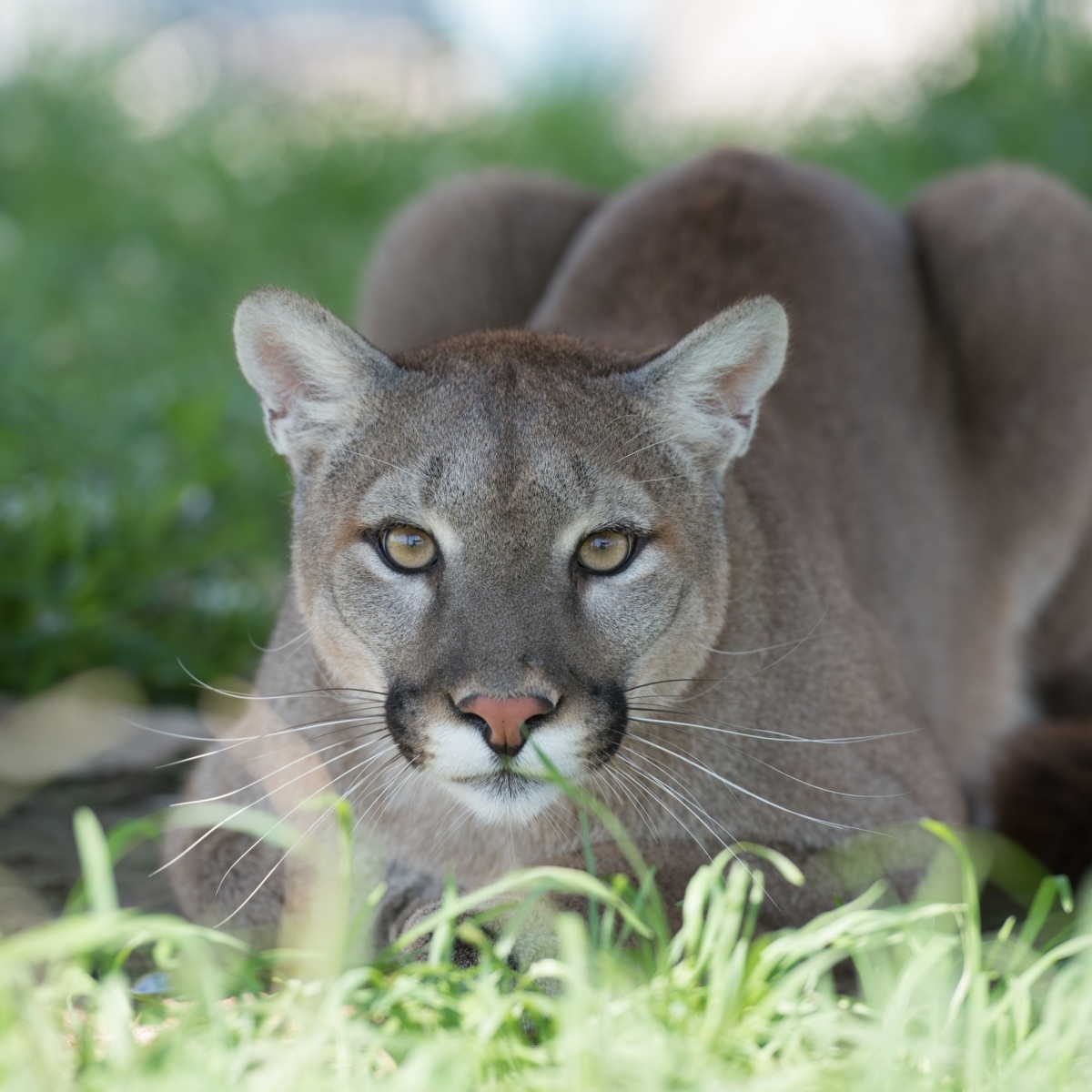 Louisa Mountain Lion