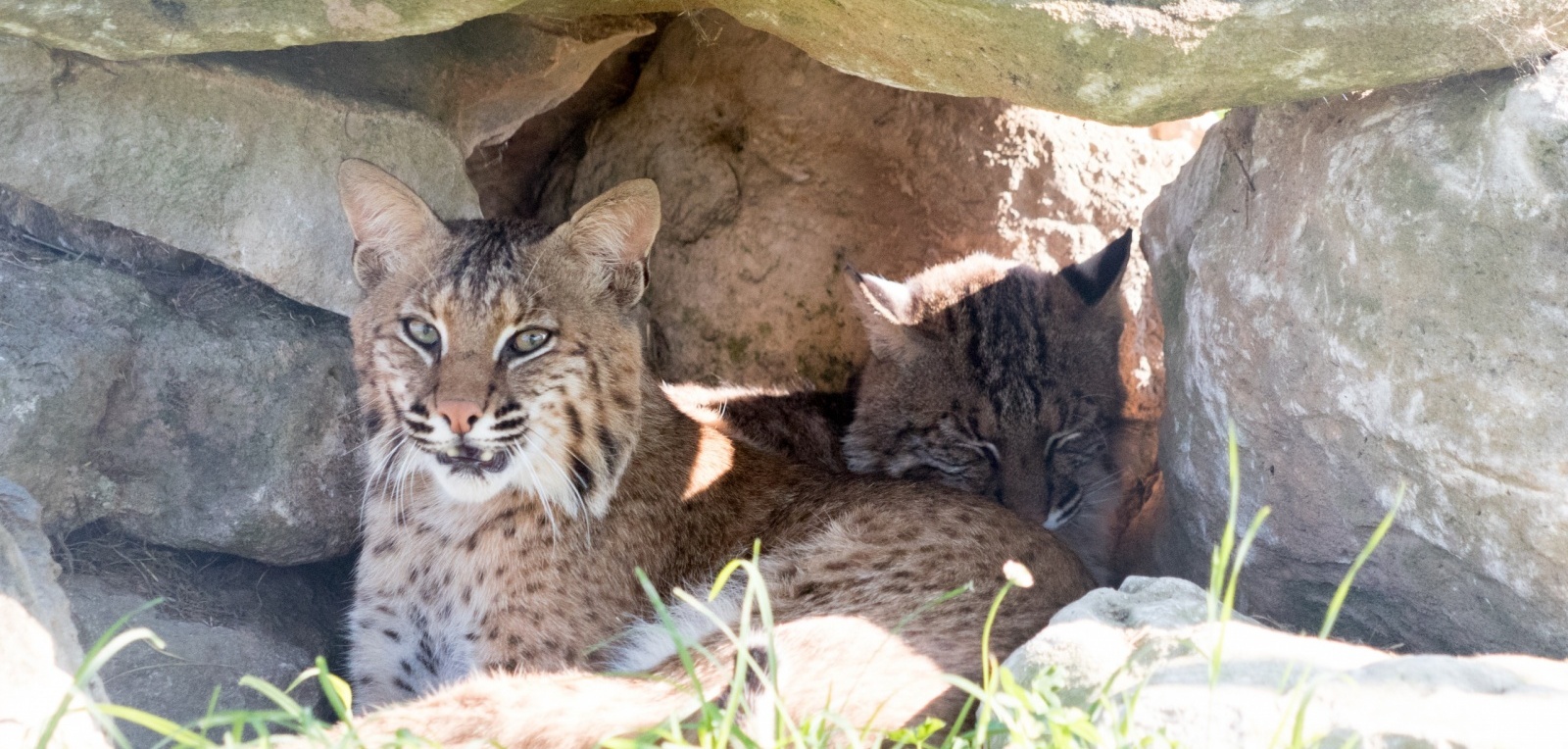 Bobcat - Turpentine Creek Wildlife Refuge