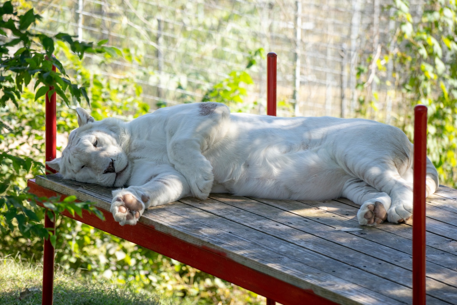 Contact Info Turpentine Creek Wildlife Refuge