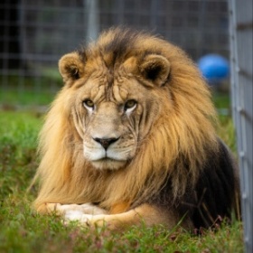 Willy Lion