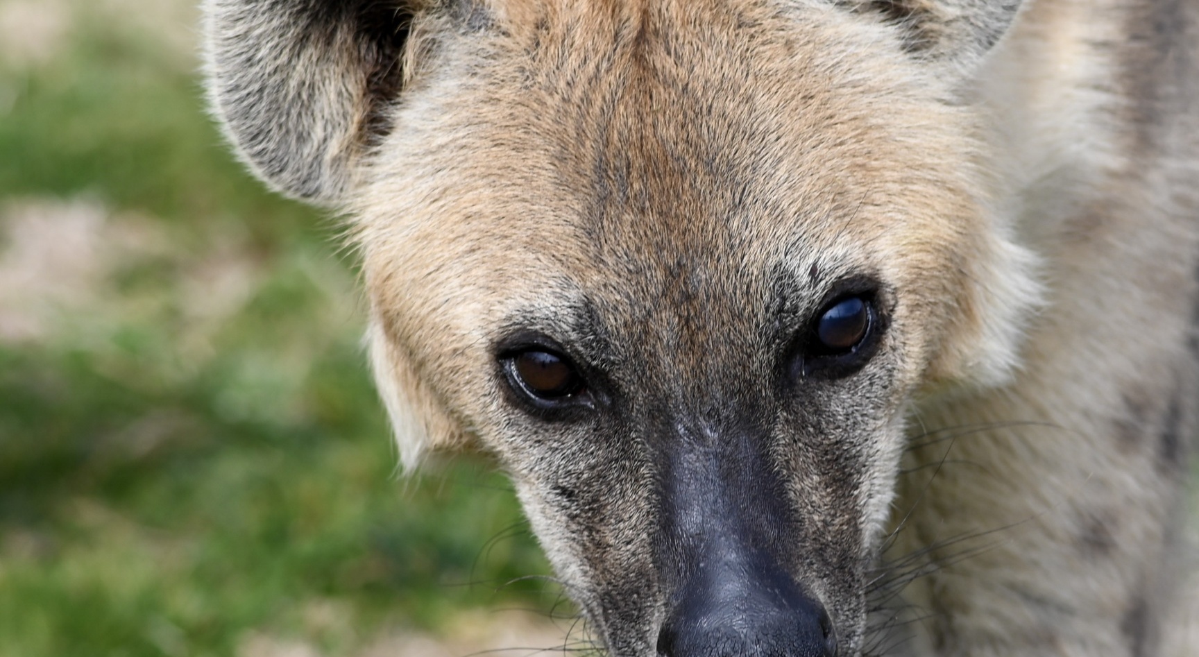 Are Hyenas Closer To Cats Or Dogs