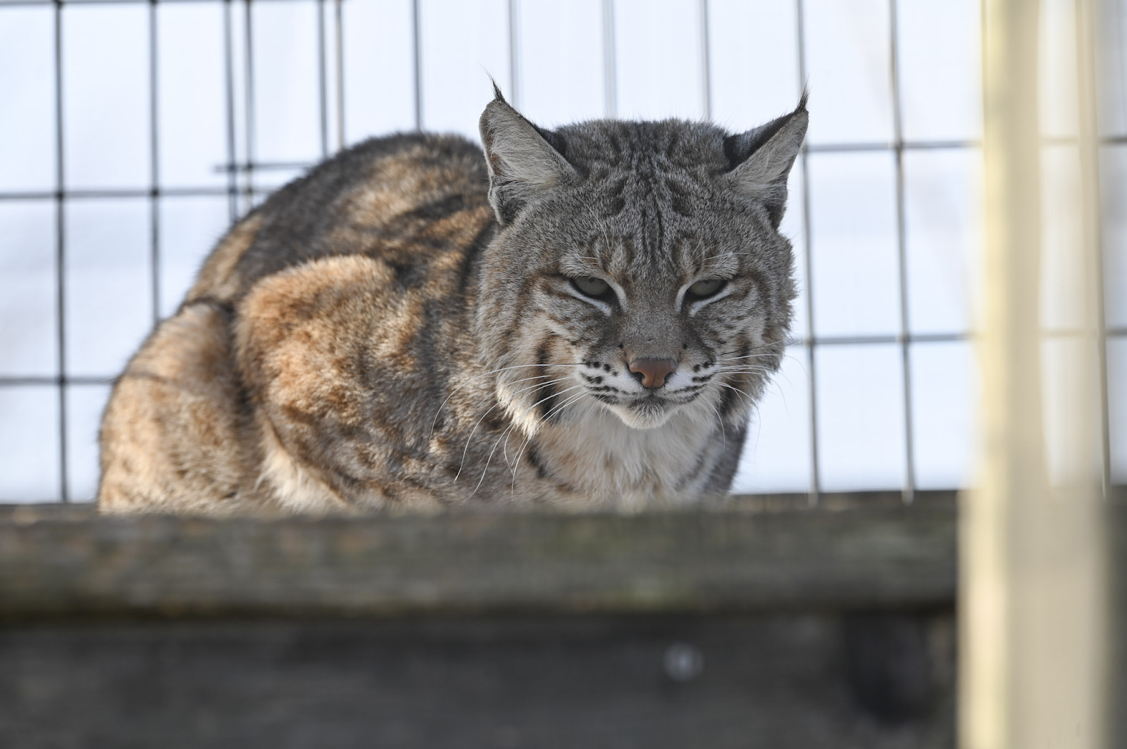 Bobcat hotsell fever treatment