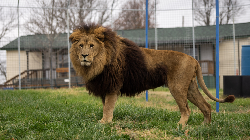 The Mane Attraction Turpentine Creek Wildlife Refuge