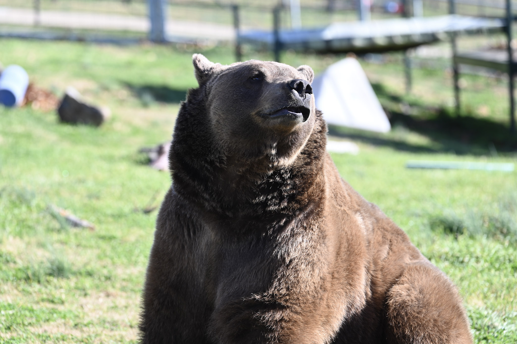 Bam Bam The Ham Turpentine Creek Wildlife Refuge