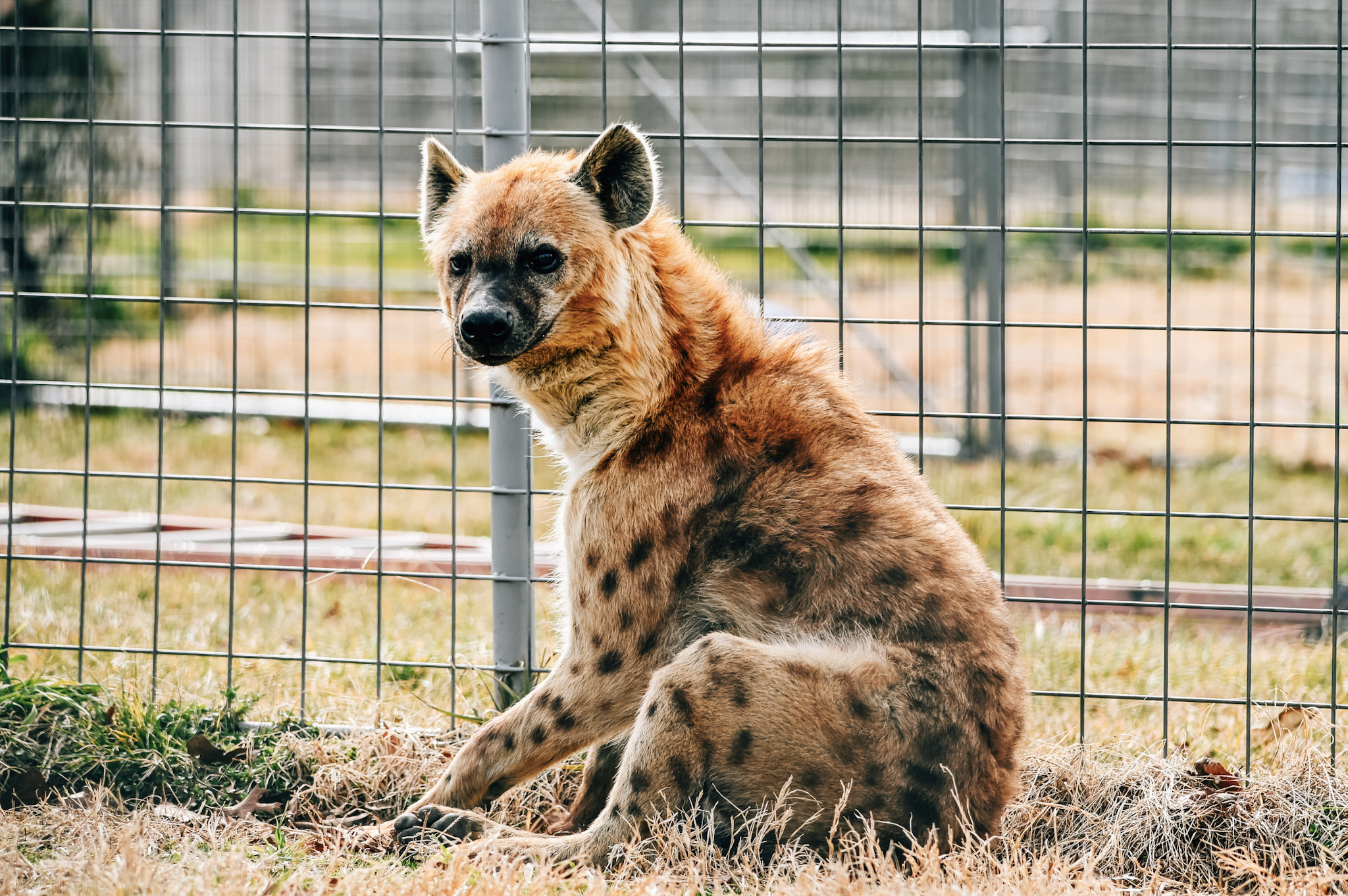 Hype over Hyenas - Turpentine Creek Wildlife Refuge