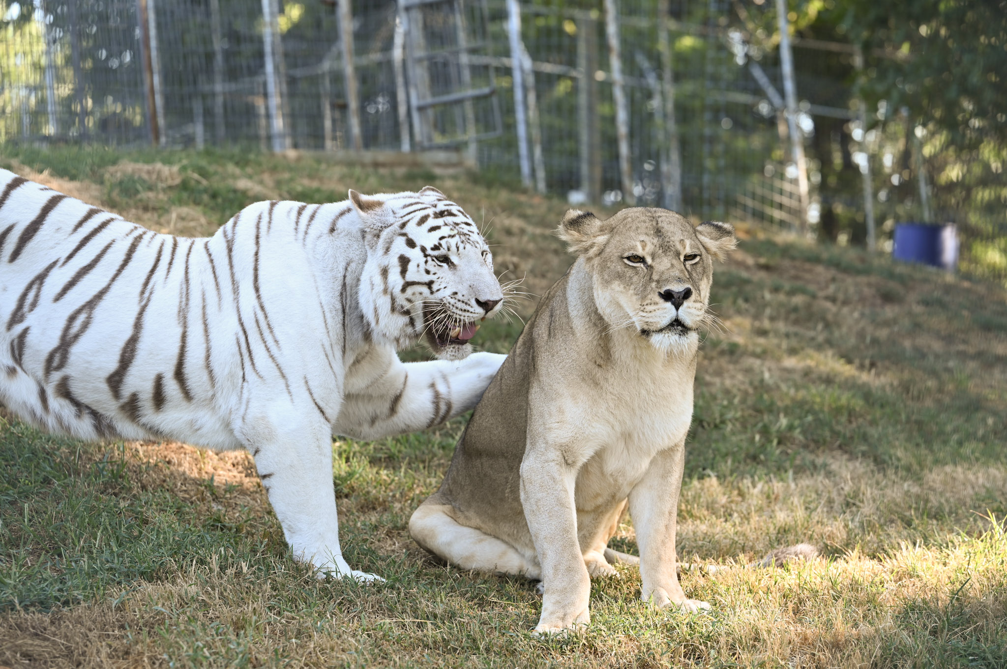 What Makes a Big Cat a Big Cat? Turpentine Creek Wildlife Refuge
