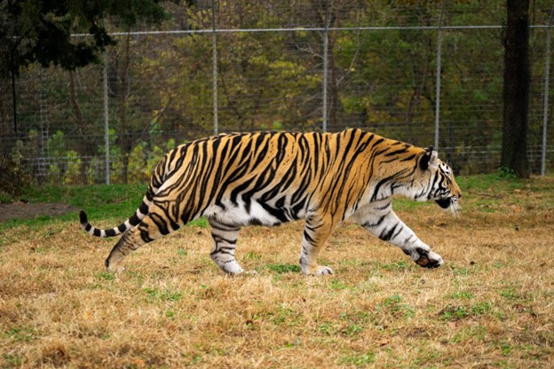 Http Tiger A Tiger Can't Change Its Stripes...Or Can It? - Turpentine Creek ...