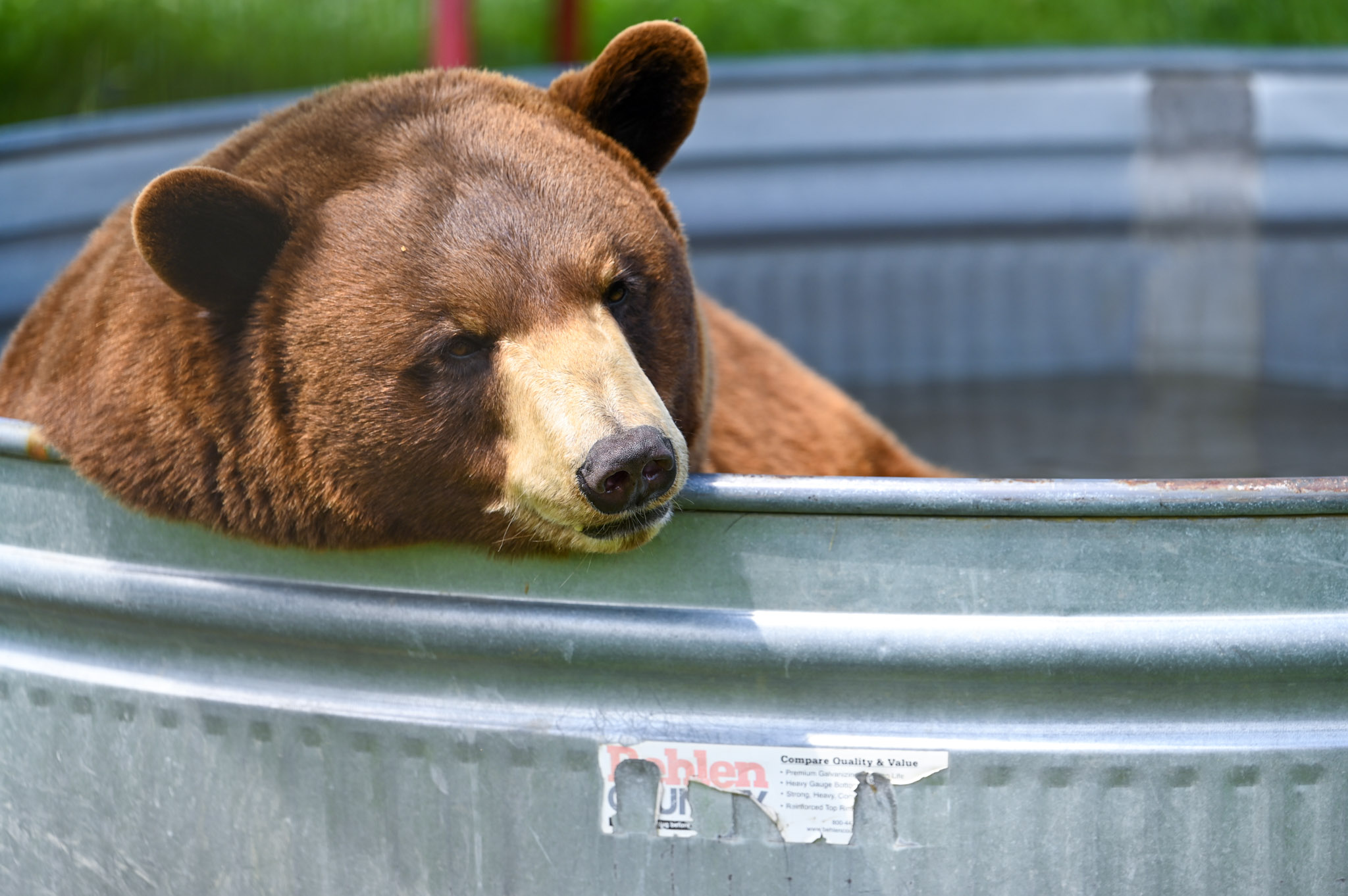 Thunder Bear - Turpentine Creek Wildlife Refuge