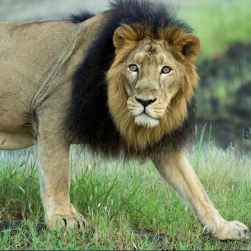 Asiatic Lions - Turpentine Creek Wildlife Refuge