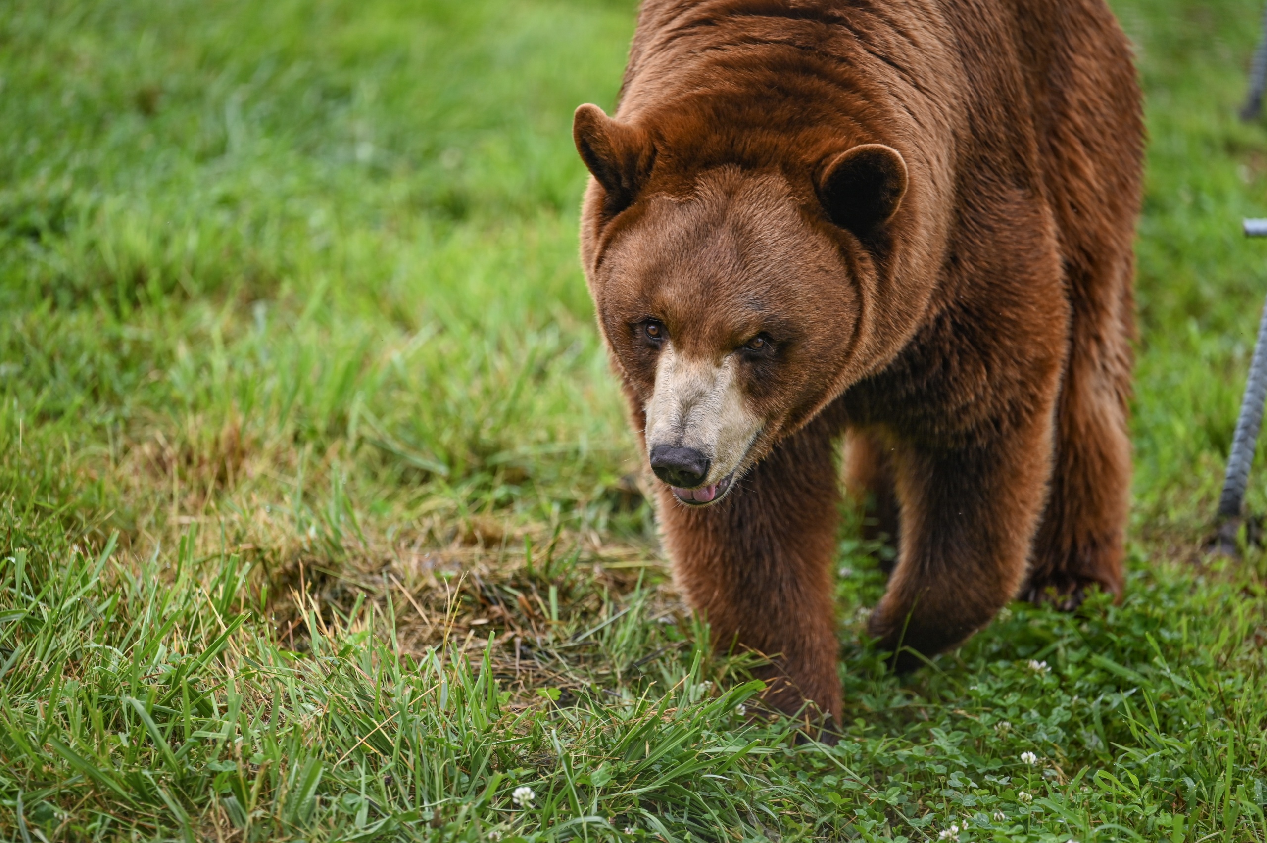 Black Bear Color Variations - Turpentine Creek Wildlife Refuge