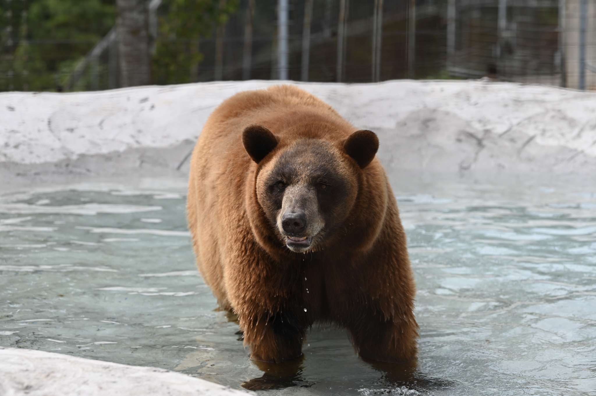 Black Bear Color Variations - Turpentine Creek Wildlife Refuge