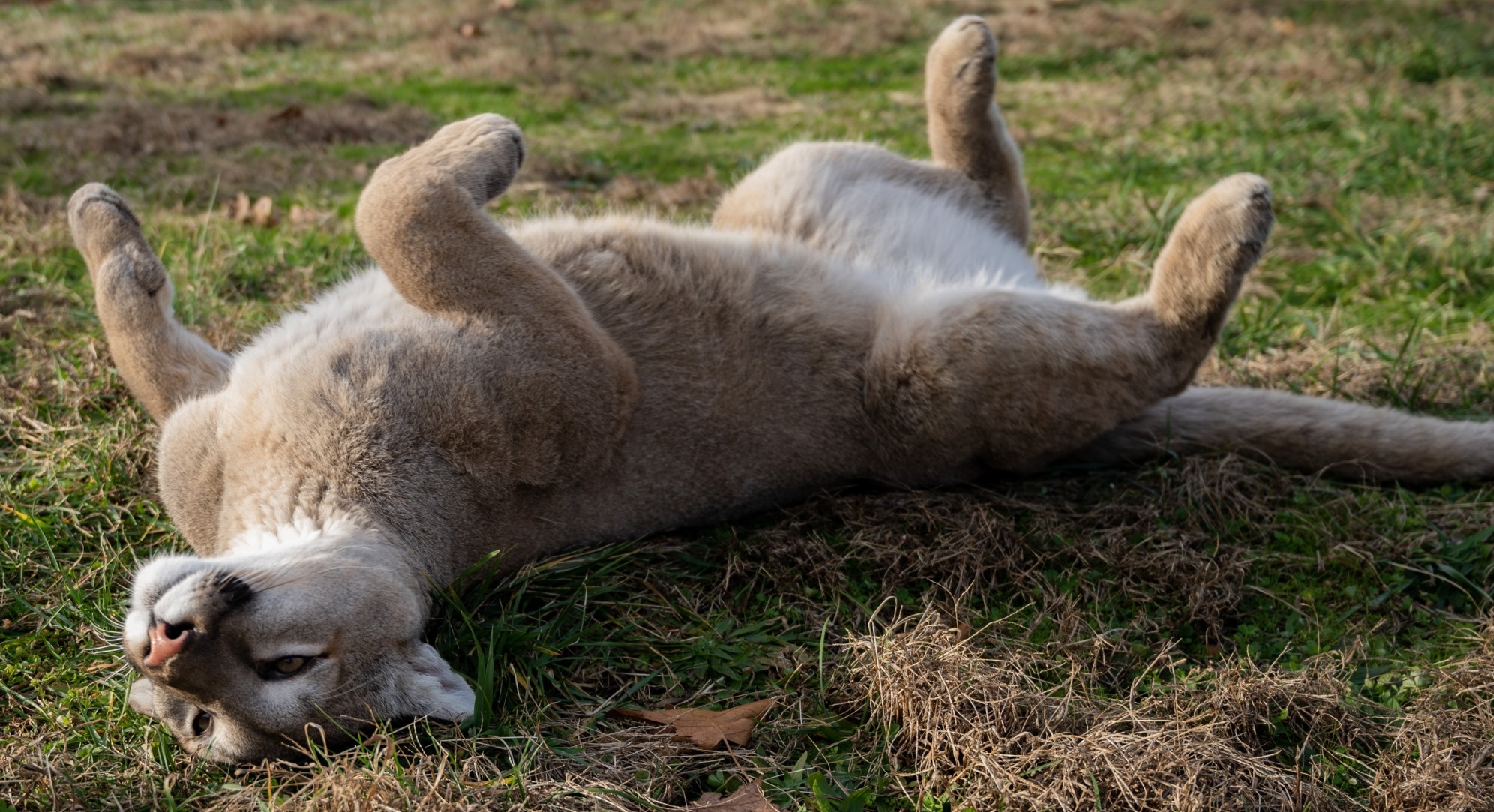 Countershading Turpentine Creek Wildlife Refuge