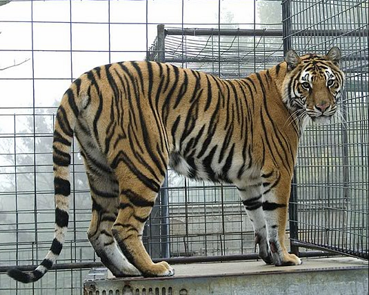 Arkansas Big Cat Laws