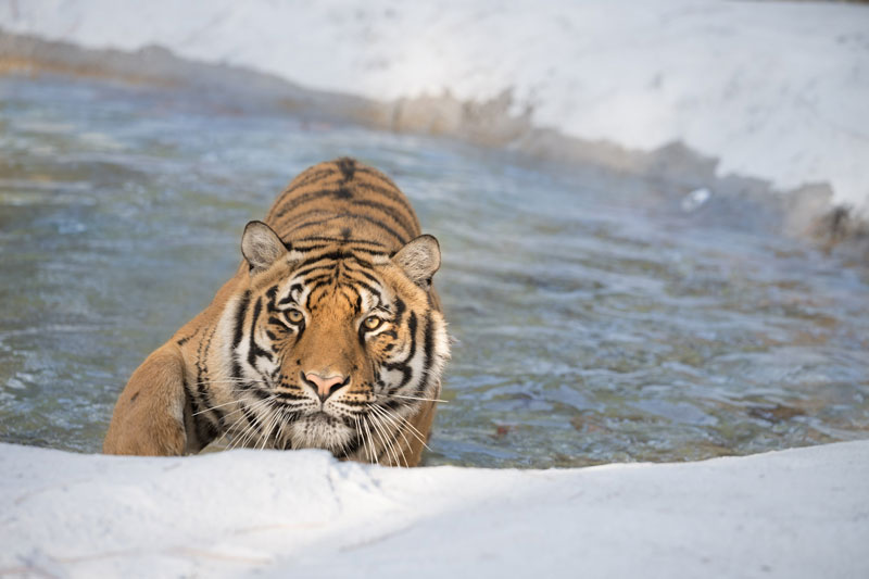 tiger in pool