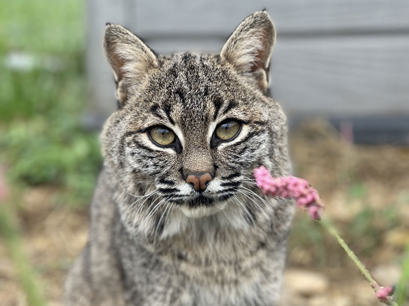 Explore Turpentine Creek Wildlife Refuge From Your Classroom