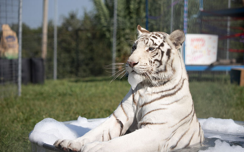 tiger bubble bath