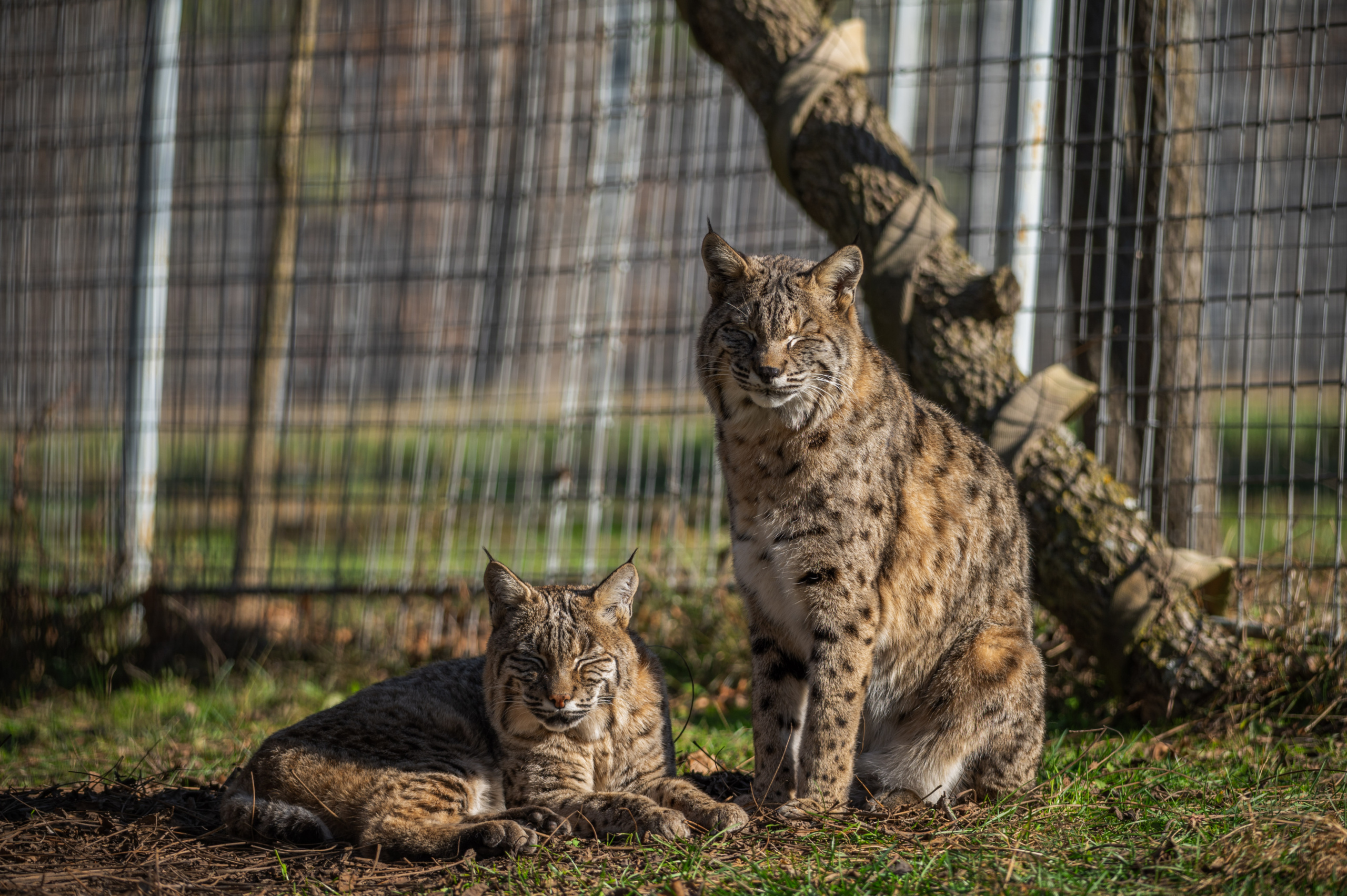 There are a variety of ways that you can help the animals that call TCWR home, from enrichment, meat, to monetary donations.